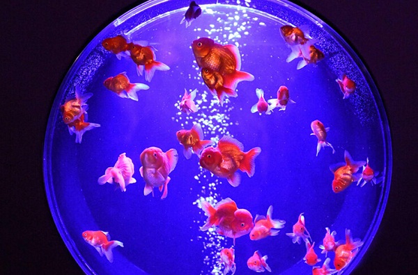 8000金鱼梦幻亮相日本办水族馆展览(图1) 按此在新窗口浏览图片