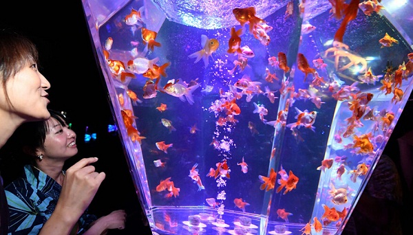 8000金鱼梦幻亮相日本办水族馆展览(图3) 按此在新窗口浏览图片